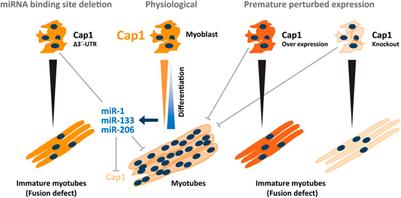 miRNA mediated downregulation of cyclase-associated protein 1 (CAP1) is required for myoblast fusion